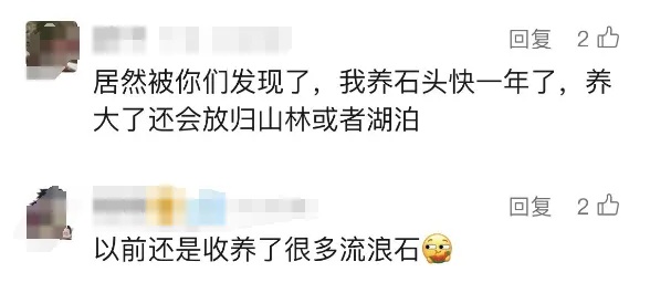 不会掉毛、不会拉屎、不会闯祸，年轻人开始养宠物石头了