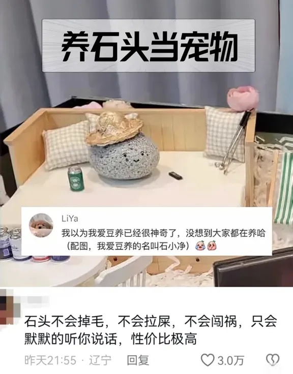 不会掉毛、不会拉屎、不会闯祸，年轻人开始养宠物石头了