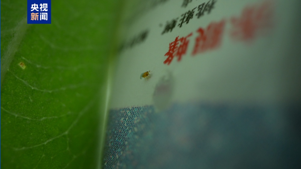 47年不打农药的秘密是什么?看赤眼蜂的“大”作为 47年不打农药的秘密是什么?看赤眼蜂的“大”作为