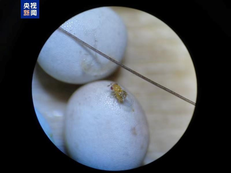 47年不打农药的秘密是什么?看赤眼蜂的“大”作为 47年不打农药的秘密是什么?看赤眼蜂的“大”作为