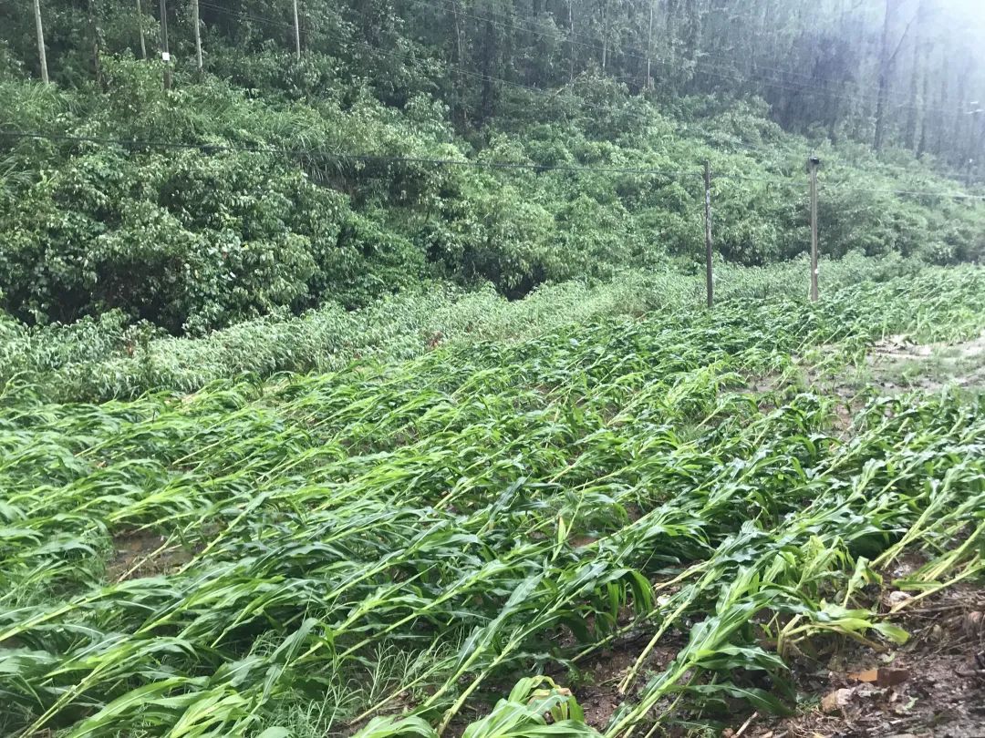台风“摩羯”成为登陆我国最强秋台风！多位专家权威解读