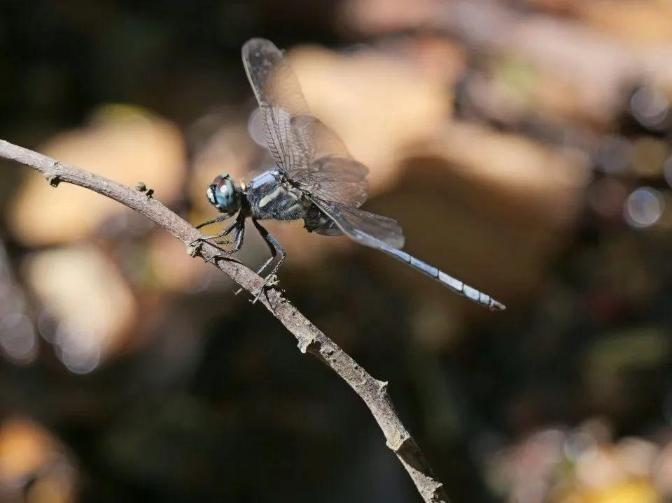 香港首次发现濒危物种亚洲秘蜻 香港首次发现濒危物种亚洲秘蜻