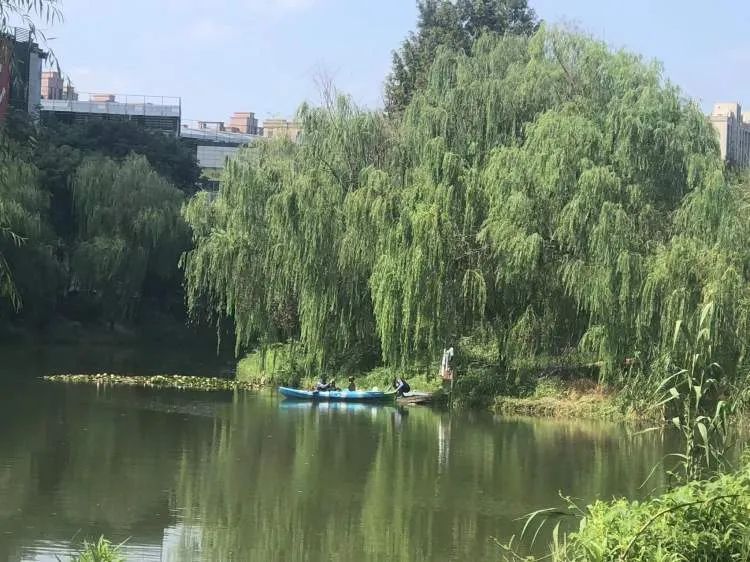 你们停车难?这里停船难!居民在上海这个小区河道“野划”玩嗨 你们停车难?这里停船难!居民在上海这个小区河道“野划”玩嗨