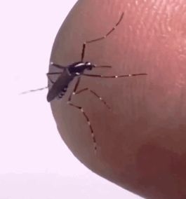 进入高发季节！涉深圳9个区域……疾控中心提醒