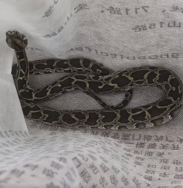 入境集装箱内发现缅甸蟒蛇！海关联系消防协助抓捕，移交野生动物收容机构