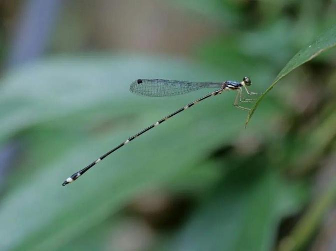 香港首次发现濒危物种亚洲秘蜻 香港首次发现濒危物种亚洲秘蜻