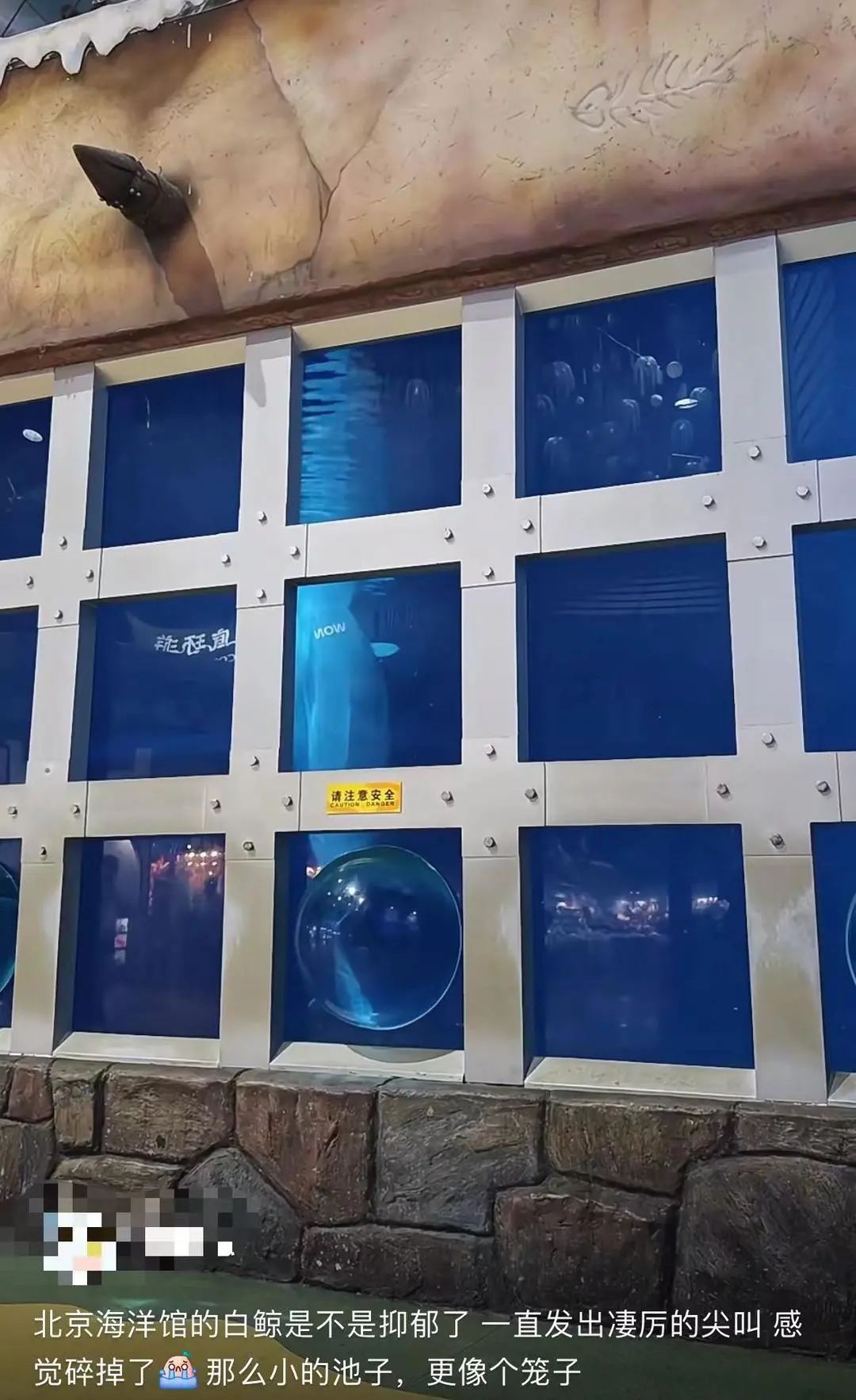 北京海洋馆的白鲸持续尖叫?官方回应! 北京海洋馆的白鲸持续尖叫?官方回应!