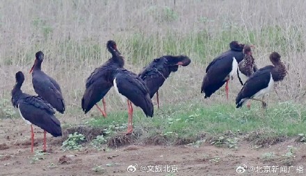 顺义唐指山水库再迎鸟中大熊猫