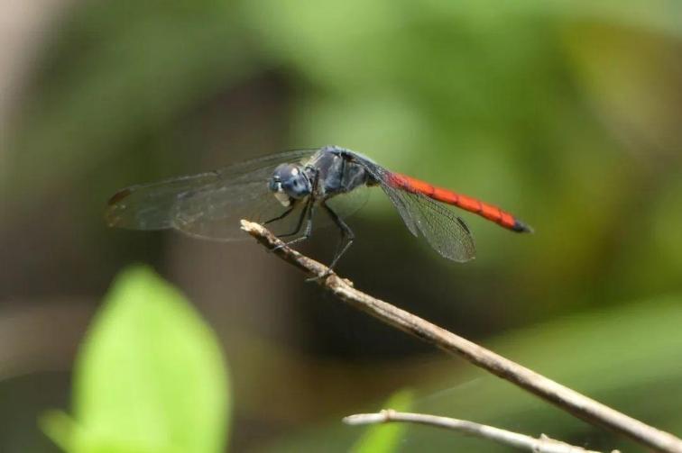 香港首次发现濒危物种亚洲秘蜻 香港首次发现濒危物种亚洲秘蜻