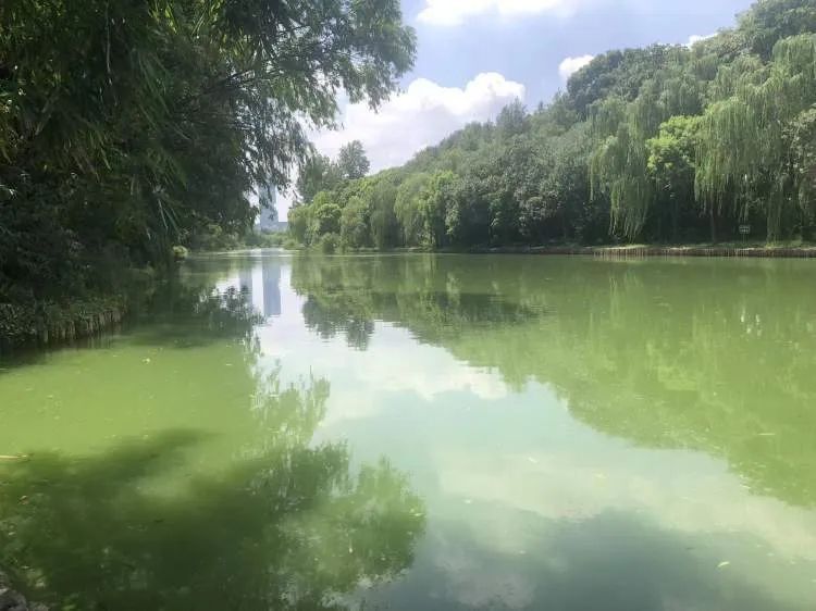 你们停车难?这里停船难!居民在上海这个小区河道“野划”玩嗨 你们停车难?这里停船难!居民在上海这个小区河道“野划”玩嗨