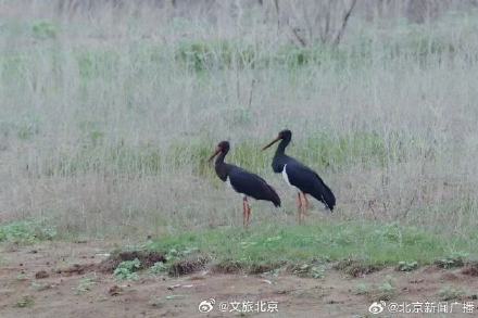 顺义唐指山水库再迎鸟中大熊猫