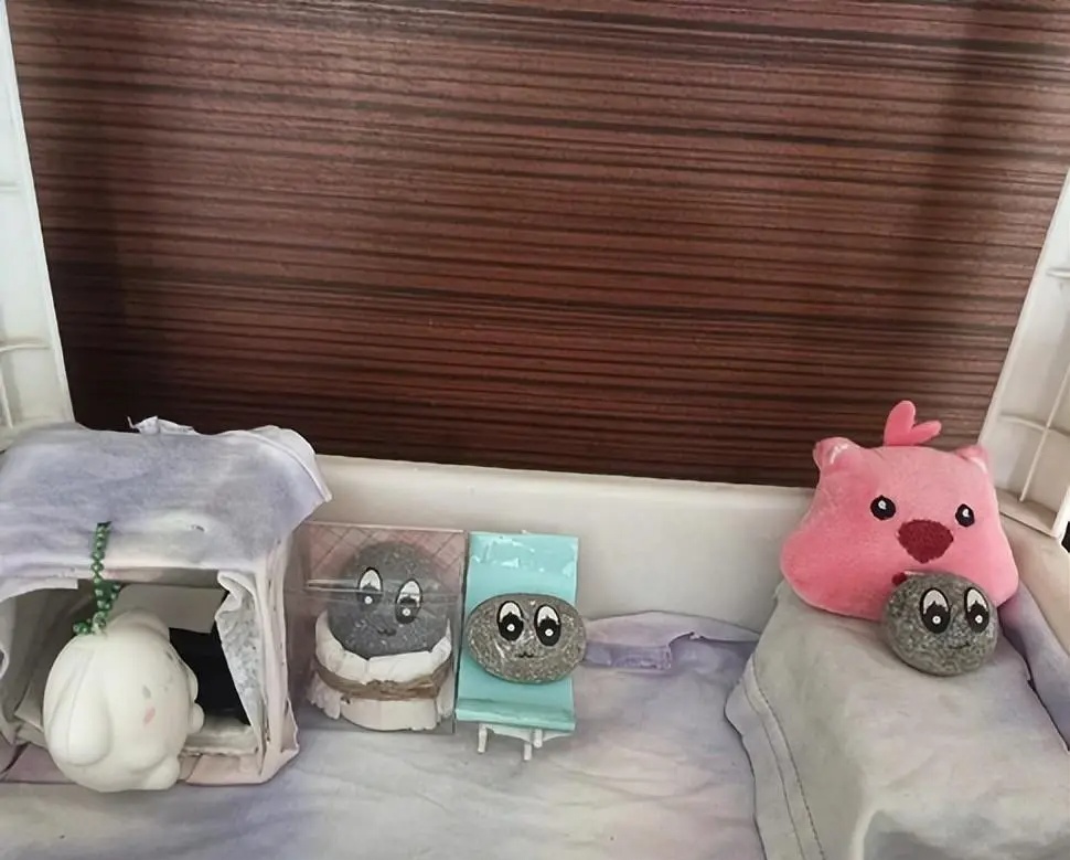 你敢信？有人养石头当宠物！暴增246%！有店主月入过万……