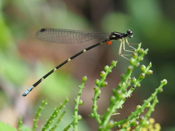 香港首次发现濒危物种亚洲秘蜻 香港首次发现濒危物种亚洲秘蜻