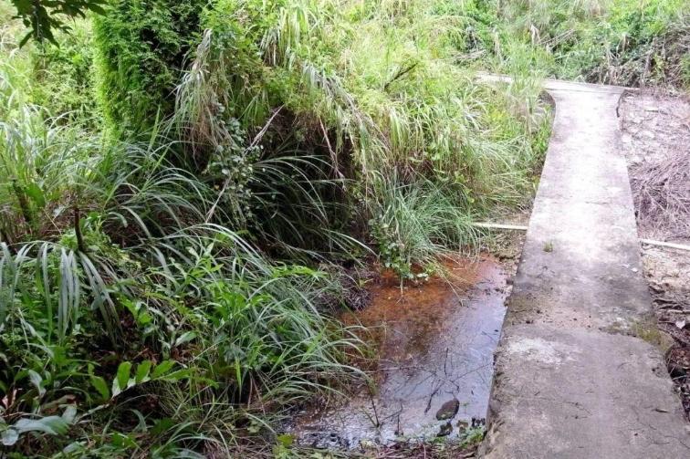 香港首次发现濒危物种亚洲秘蜻 香港首次发现濒危物种亚洲秘蜻