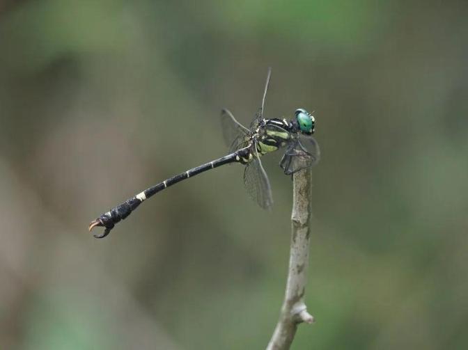 香港首次发现濒危物种亚洲秘蜻 香港首次发现濒危物种亚洲秘蜻