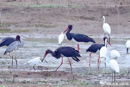 北京顺义唐指山水库再次迎来“鸟中大熊猫”黑鹳种群