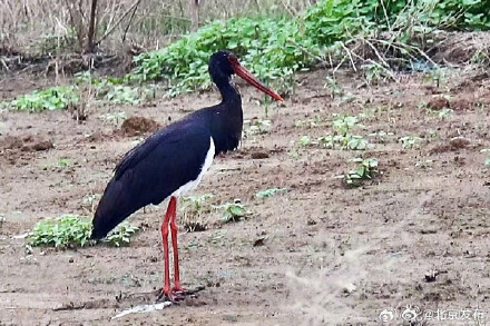北京顺义唐指山水库再次迎来“鸟中大熊猫”黑鹳种群