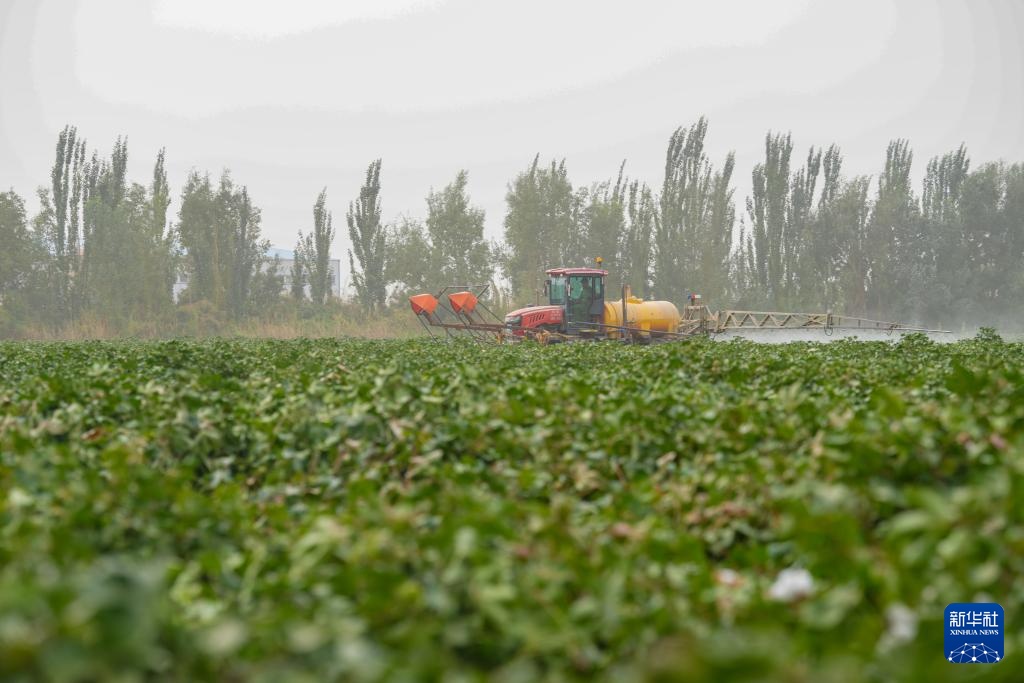 新疆阿拉尔:棉花进入喷洒脱叶剂关键期 新疆阿拉尔:棉花进入喷洒脱叶剂关键期
