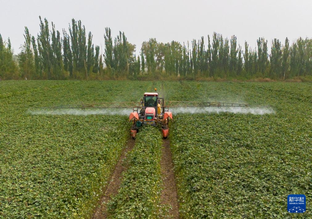 新疆阿拉尔:棉花进入喷洒脱叶剂关键期 新疆阿拉尔:棉花进入喷洒脱叶剂关键期