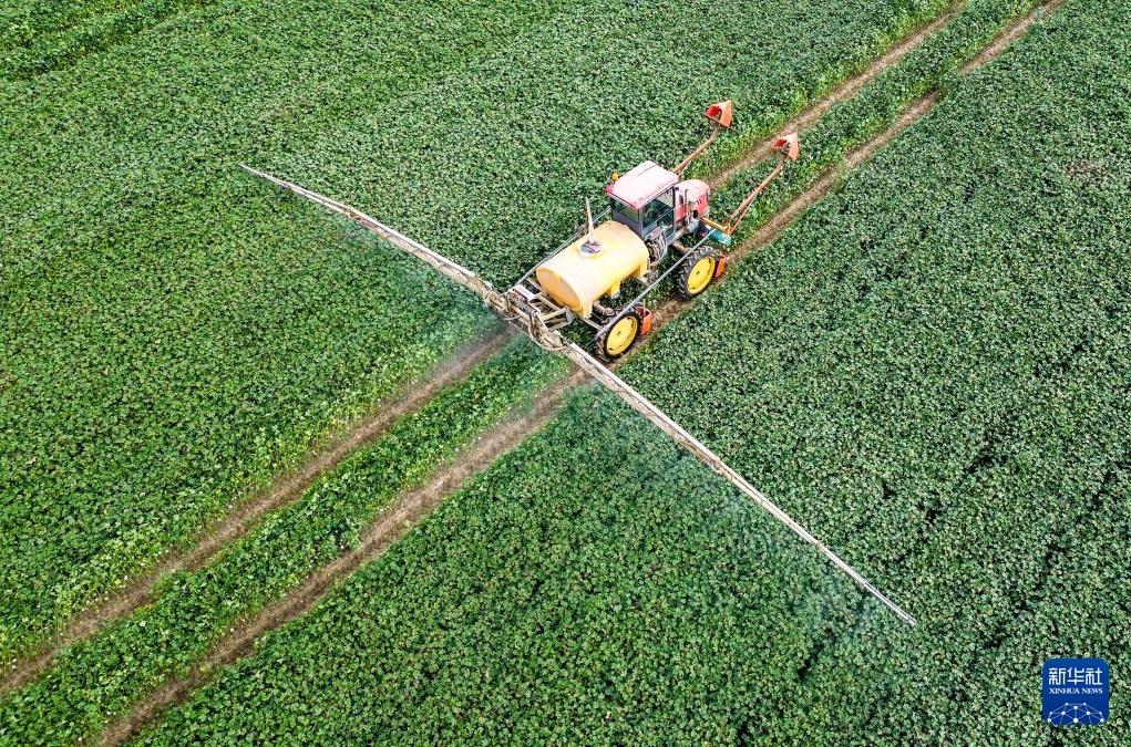 新疆阿拉尔:棉花进入喷洒脱叶剂关键期 新疆阿拉尔:棉花进入喷洒脱叶剂关键期