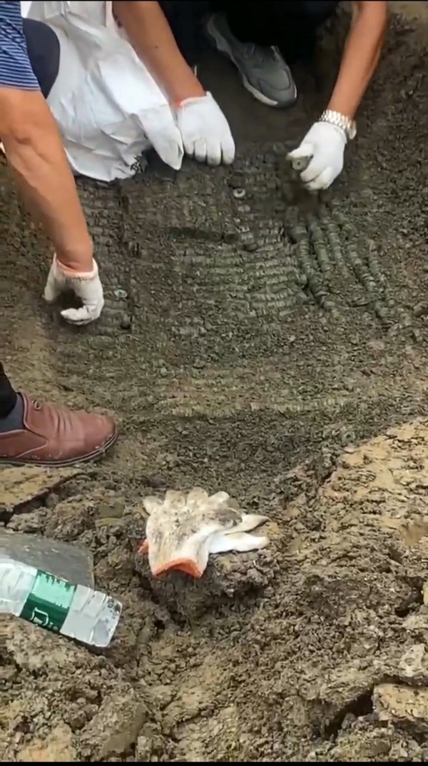 安徽霍邱县一农田发现大量唐宋钱币,记者探访挖掘现场 安徽霍邱县一农田发现大量唐宋钱币,记者探访挖掘现场