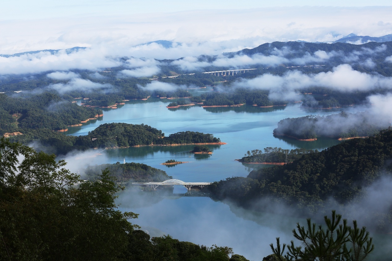 广州市流溪河国家森林公园珍稀野生无叶美冠兰结果了