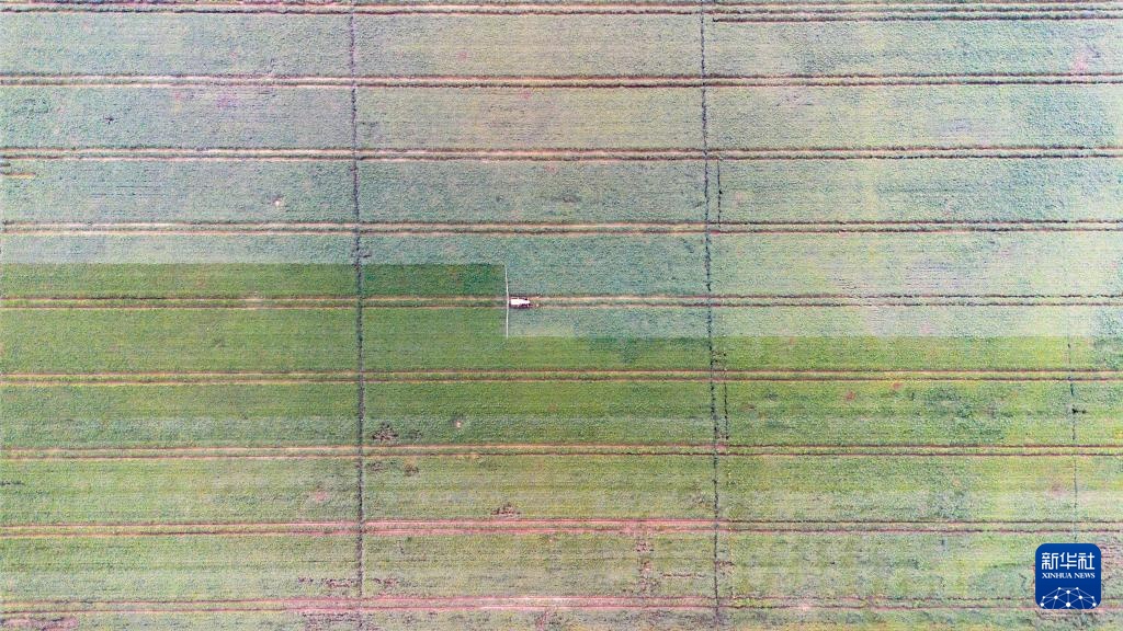 新疆阿拉尔:棉花进入喷洒脱叶剂关键期 新疆阿拉尔:棉花进入喷洒脱叶剂关键期