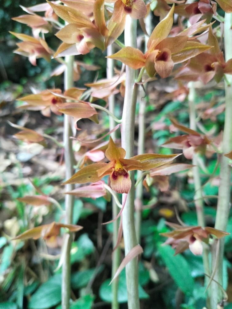 广州市流溪河国家森林公园珍稀野生无叶美冠兰结果了