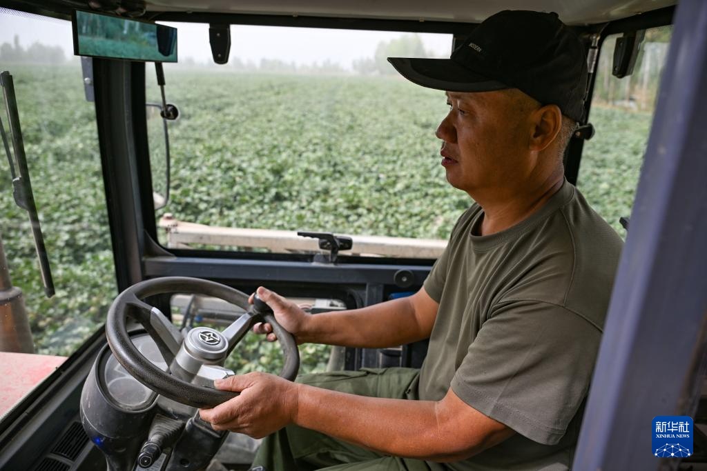 新疆阿拉尔:棉花进入喷洒脱叶剂关键期 新疆阿拉尔:棉花进入喷洒脱叶剂关键期