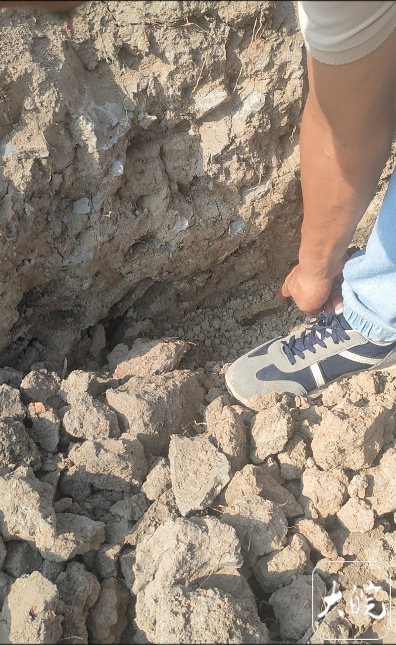 安徽霍邱县一农田发现大量唐宋钱币,记者探访挖掘现场 安徽霍邱县一农田发现大量唐宋钱币,记者探访挖掘现场