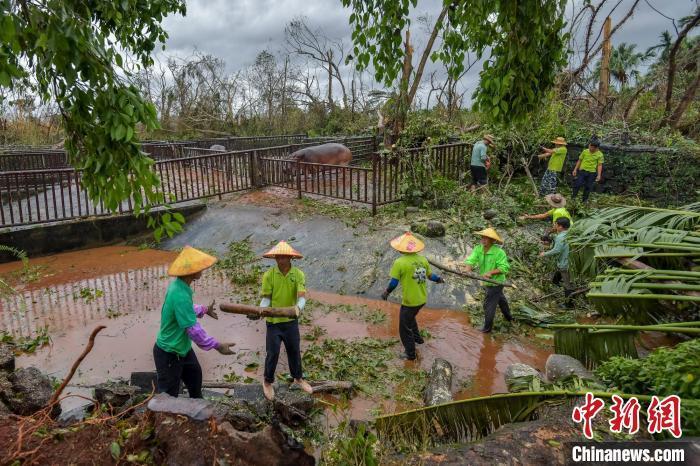 台风重创海南热带野生动植物园 大熊猫兄弟安好