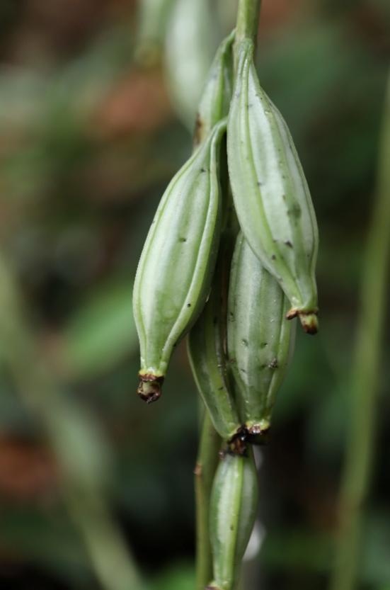 广州市流溪河国家森林公园珍稀野生无叶美冠兰结果了