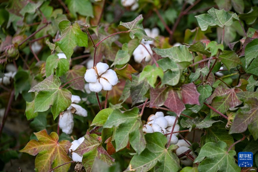 新疆阿拉尔:棉花进入喷洒脱叶剂关键期 新疆阿拉尔:棉花进入喷洒脱叶剂关键期