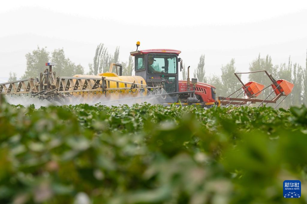 新疆阿拉尔:棉花进入喷洒脱叶剂关键期 新疆阿拉尔:棉花进入喷洒脱叶剂关键期