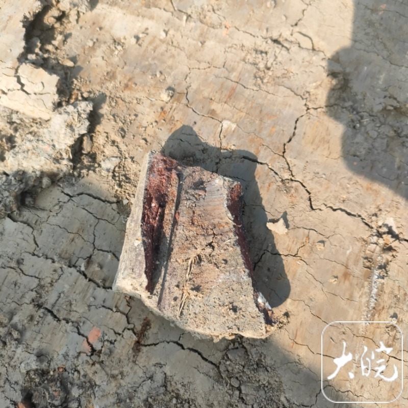 安徽霍邱县一农田发现大量唐宋钱币,记者探访挖掘现场 安徽霍邱县一农田发现大量唐宋钱币,记者探访挖掘现场