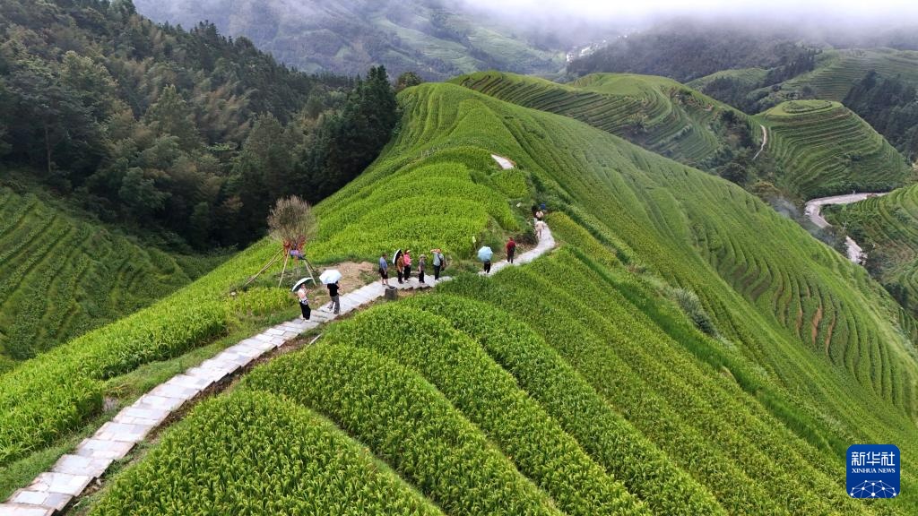 广西龙胜：秋日龙脊梯田景如画