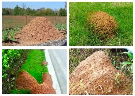 警惕!江西正处于红火蚁繁殖高峰期 警惕!江西正处于红火蚁繁殖高峰期