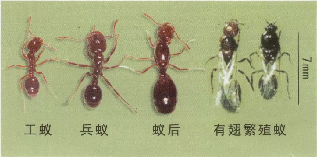 别踢！别碰！严重可致命！@江西人，见到这种“小土堆”请远离→
