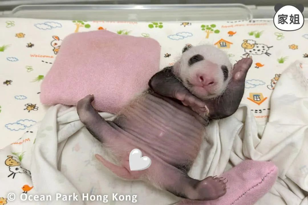 熊猫宝宝即将满月，香港海洋公园决定这样做