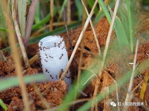 别踢！别碰！严重可致命！@江西人，见到这种“小土堆”请远离→