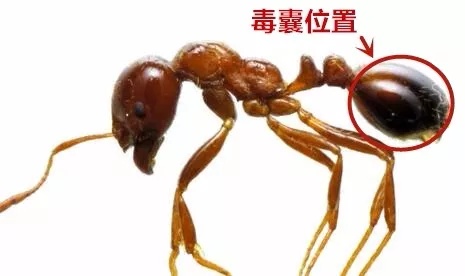 别踢！别碰！严重可致命！@江西人，见到这种“小土堆”请远离→
