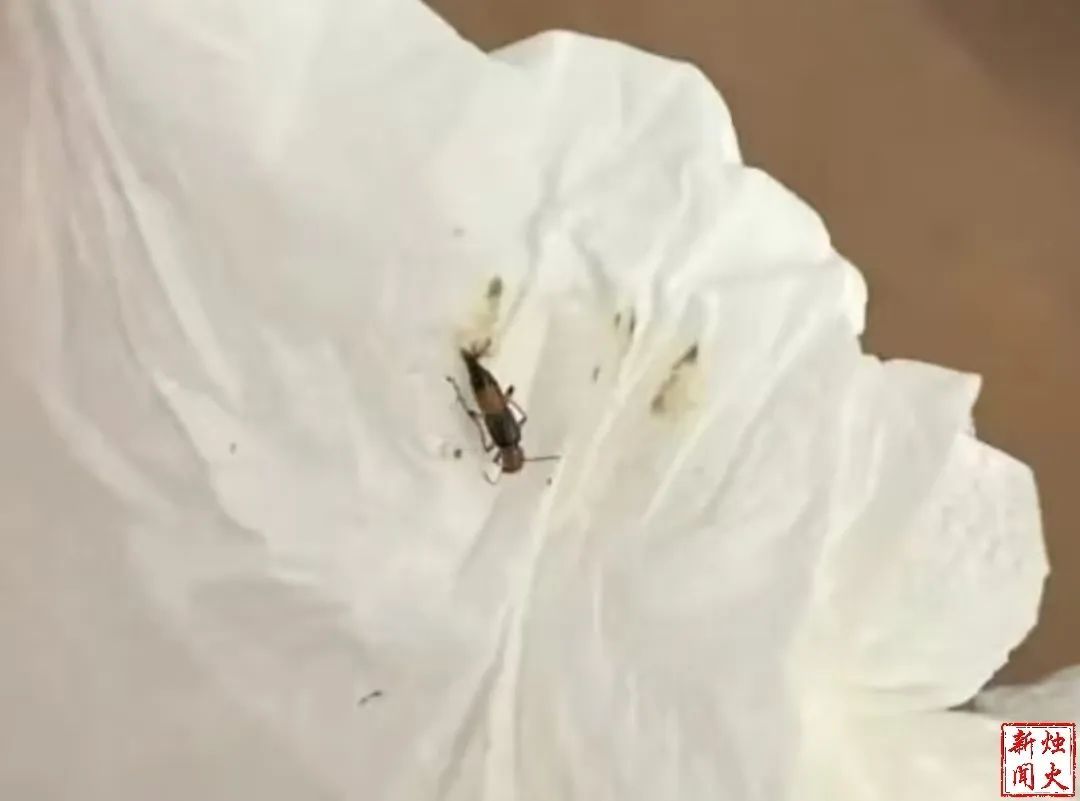 紧急提醒：这种虫子不要拍打！黑龙江一男子腿部已溃烂……