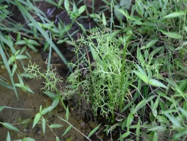 深圳发现植物新物种，以发现地坝光命名