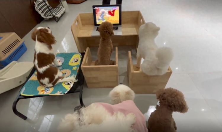 主人送狗狗上“幼儿园”:白天看动画片晚上住包间 主人送狗狗上“幼儿园”:白天看动画片晚上住包间