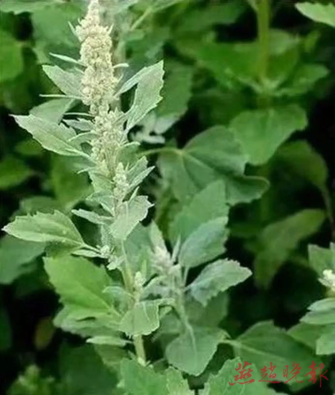 眼痒、发红、打喷嚏、泪流不停？！你也过敏了