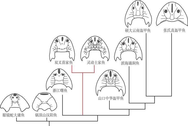 “从鱼到人”演化史再添新证据