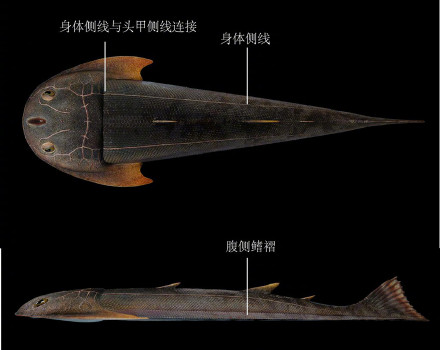 新发现！考古发现4.36亿年前的双叉苗家鱼