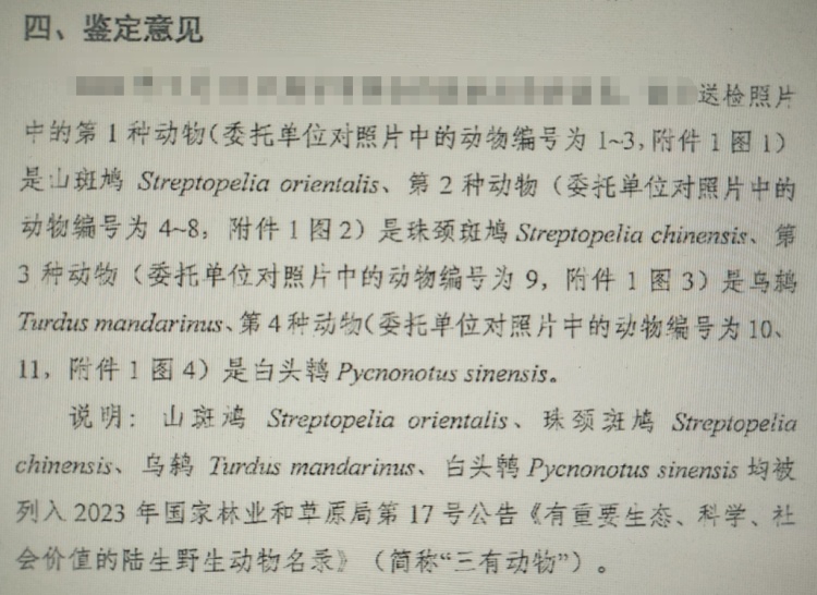 用弹弓在林中打鸟，两男子深夜被抓！