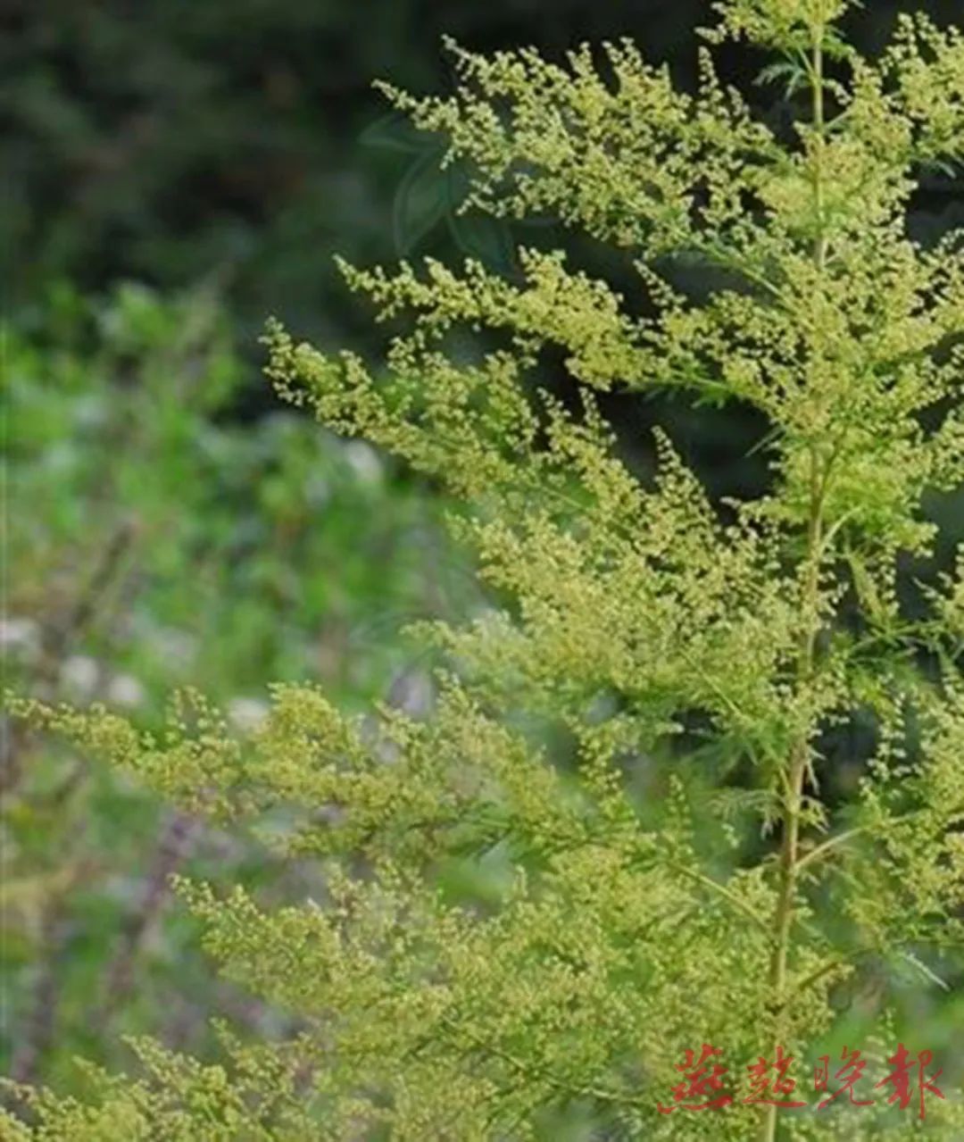眼痒、发红、打喷嚏、泪流不停？！你也过敏了
