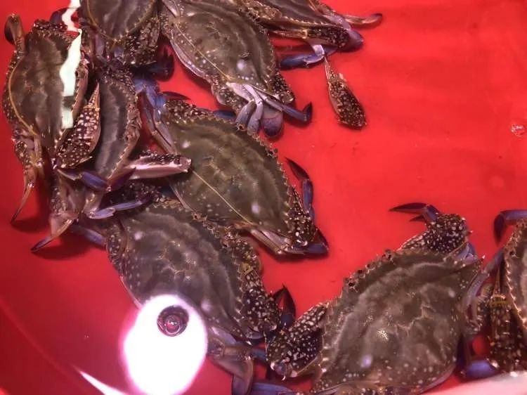 价格一路走高,涨到85元一斤!中秋临近还要涨,很多上海人爱吃 价格一路走高,涨到85元一斤!中秋临近还要涨,很多上海人爱吃